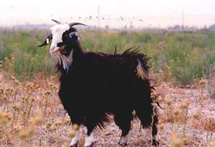 Raising sheep and goats