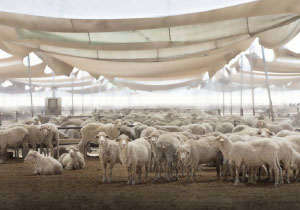 8% Livestock Growth in the UAE